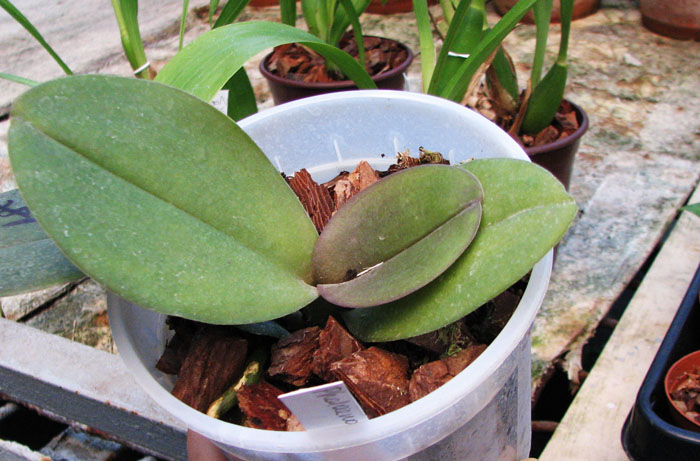 Фото орхидеи Phalaenopsis Salu Peoker 'O-2'