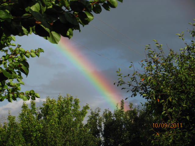 чудо природы...вчера на даче...