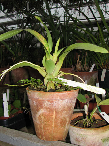 Фото орхидеи Rhynchostele cordatum