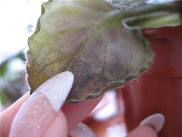 IMG_0974 (Small).JPG