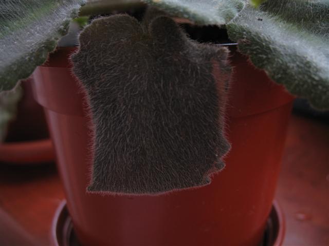 IMG_0972 (Small).JPG