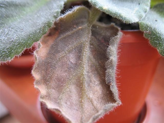 IMG_0971 (Small).JPG