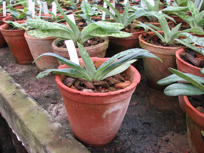Фото орхидеи Paphiopedilum Maudiae x sukhakulii