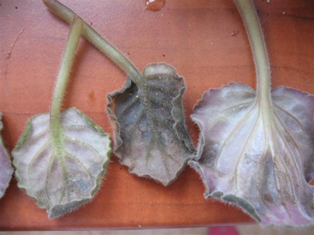 IMG_0982 (Small).JPG