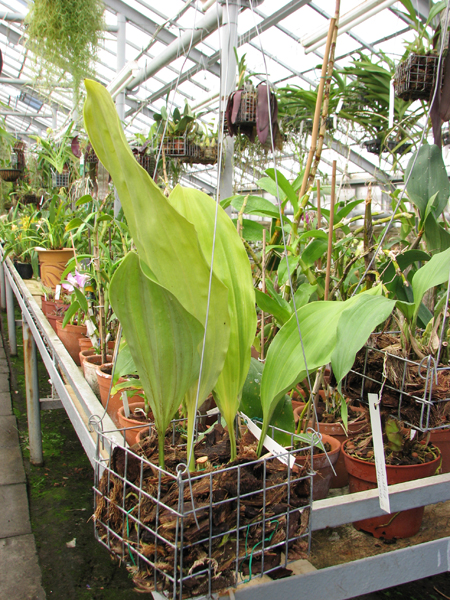 Фото орхидеи Stanhopea florida