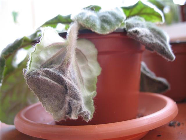 IMG_0968 (Small).JPG