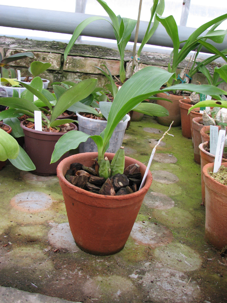 Фото орхидеи Lycaste cruenta