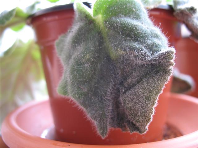 IMG_0964 (Small).JPG