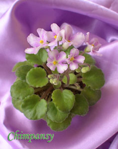 Одна из новеньких в коллекции Chimpansy <br />Диаметр розетки 9см.