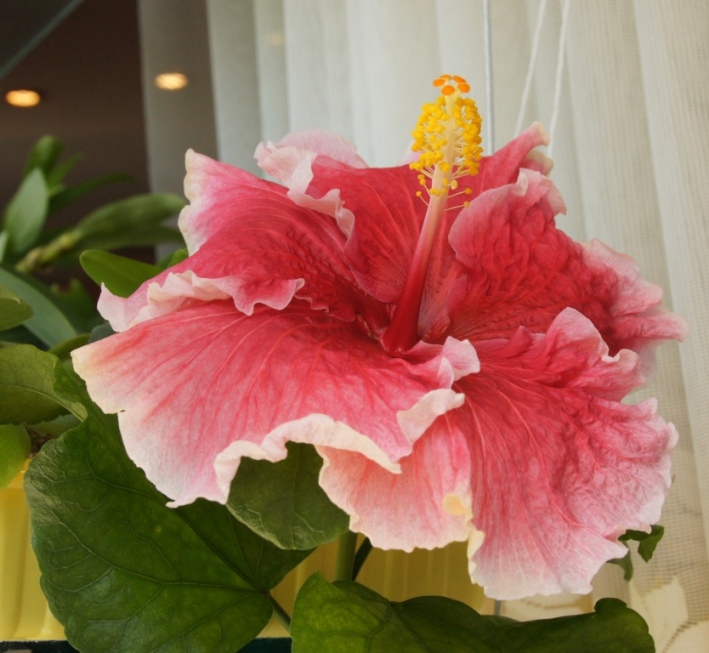 1309 Fantasy Sharm.JPG