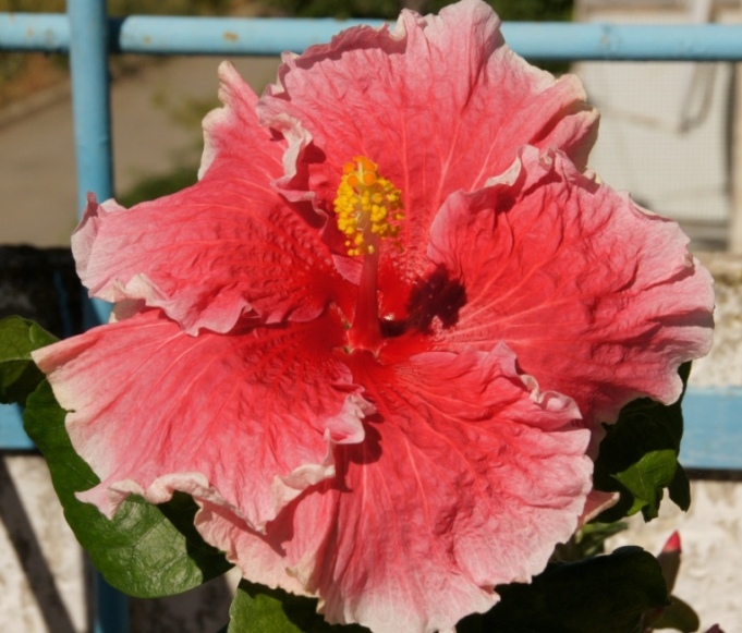 1305 Fantasy Charm.JPG