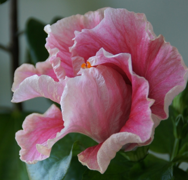 1309 Fantasy Charm.JPG