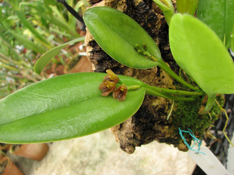 Pleurothallis circunpexa фото орхидеи.jpg