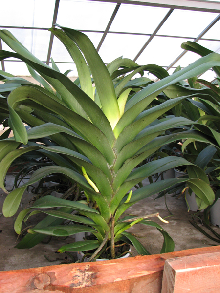 Фото орхидеи Angraecum Veitchii (eburneum x sesquipedale)
