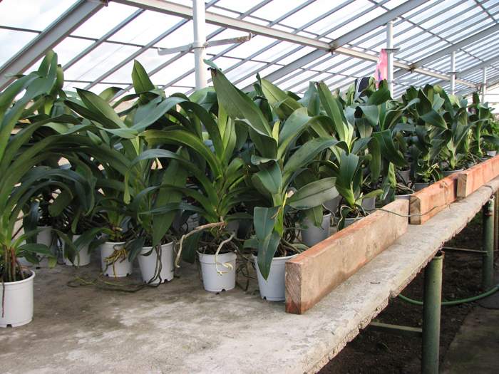 Фото орхидеи Angraecum Veitchii (eburneum x sesquipedale).jpg