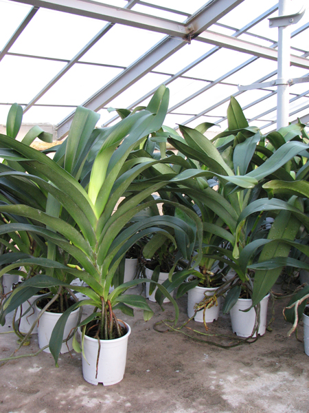 Angraecum Veitchii (eburneum x sesquipedale) orchid.jpg