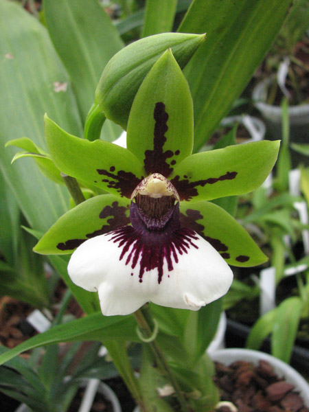 Фото орхидеи Zygopetalum hybrid 'Green'