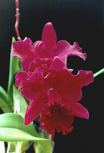 Brassolaeliocattleya Tubtim Siam 'Kultana'  красная орхидея