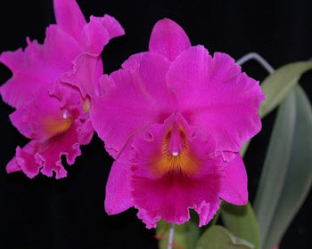 Фото орхидеи Brassolaeliocattleya Cornerstone 'Fine Circle'