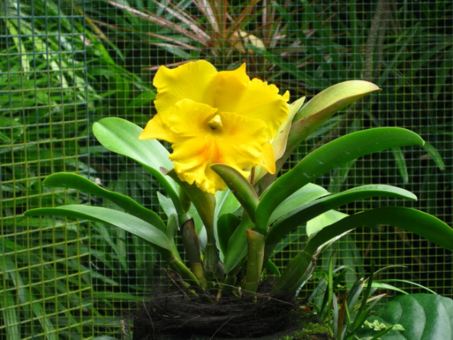 Фото орхидеи Brassolaeliocattleya Haadyai Delight 'Bangprom Gold'