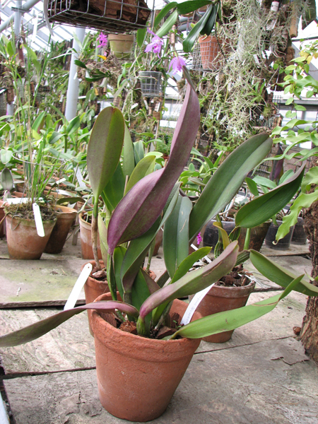 Фото орхидеи Brassolaeliocattleya Triumphal Coronation 'Seto'
