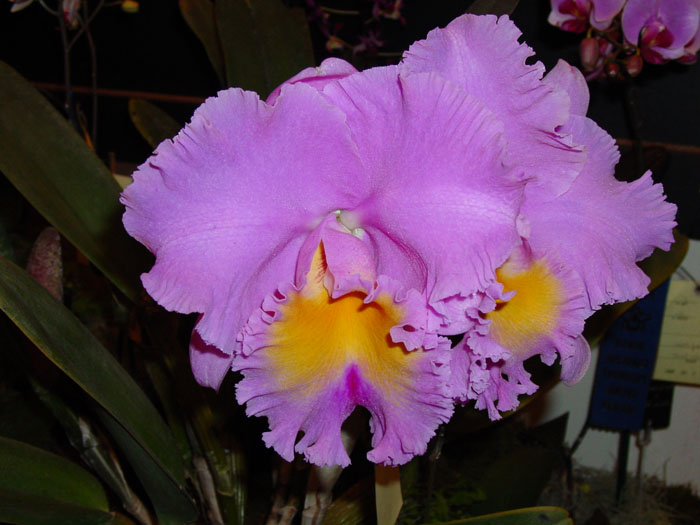 Цветение орхидеи Brassolaeliocattleya Triumphal Coronation 'Seto'.jpg