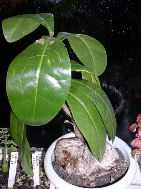 Барингтония.