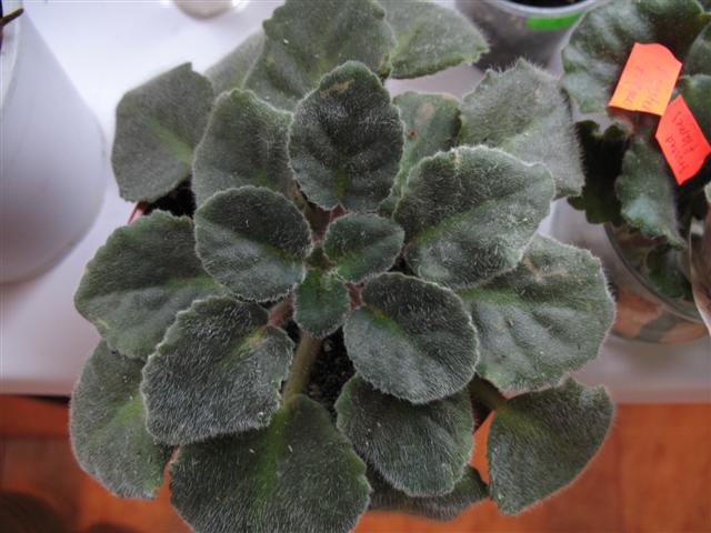 IMG_0990 (Small).JPG