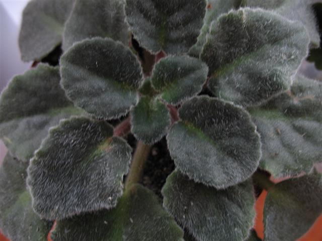 IMG_0985 (Small).JPG