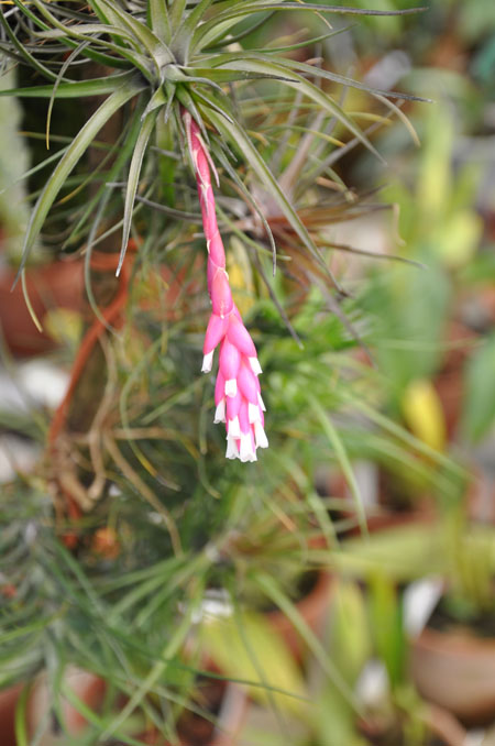 Tillandsia tenuifolia.jpg
