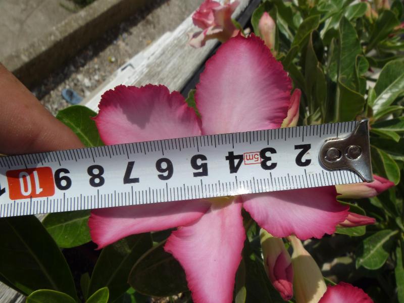 просто сеянец, зато крупный