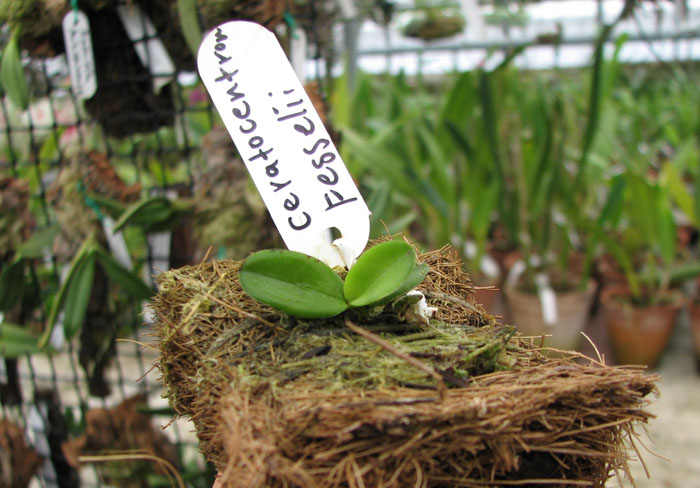 Фото орхидеи Ceratocentron fesselii