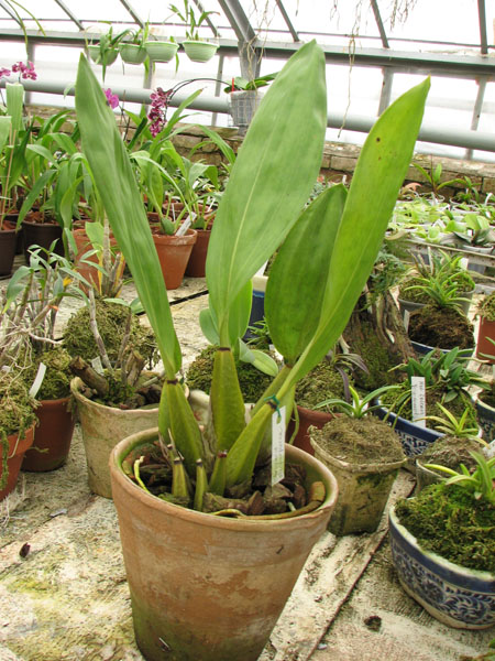 Фото орхидеи Bifrenaria atropurpurea