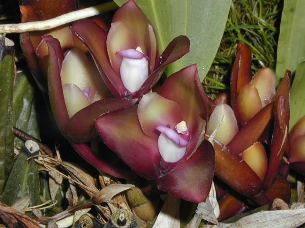 Ц&quot;ветение орхидеи Bifrenaria atropurpurea