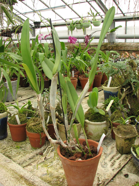 Фото орхидеи Brassocattleya Golf Green 'Hair Pig'