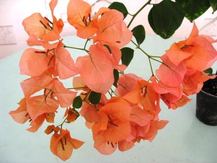 Пересорт от Сиамадениум.jpg