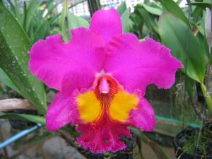 Цветение орхидеи Brassolaeliocattleya Tubtim Siam.jpg