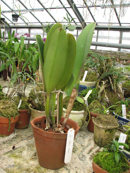 Орхидея Brassolaeliocattleya Tubtim Siam.jpg
