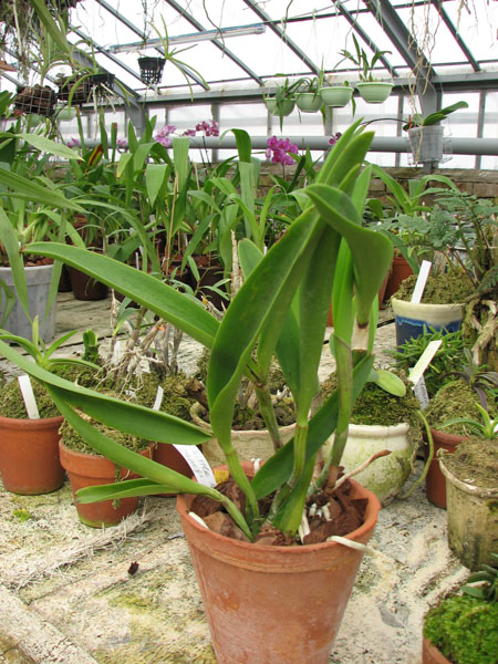 Фото орхидеи Brassocattleya Little Mermaid 'Janet'