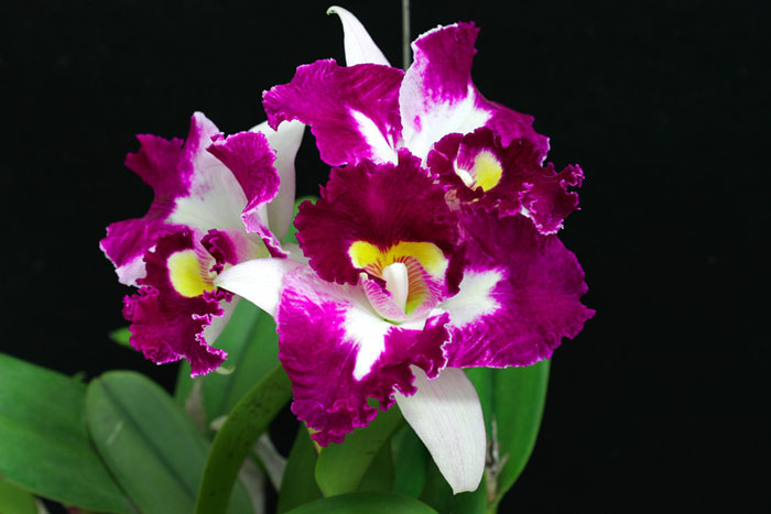 Laeliocattleya Chan Hsiu Jewel 'San Mei' фото орхидеи