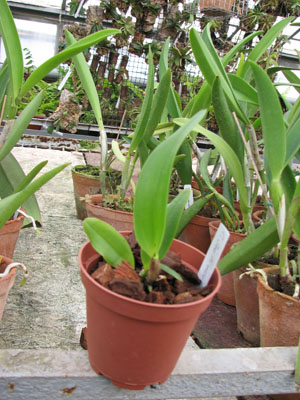 Фото орхидеи Cattleya Sea Breeze 'Fellraths Pride'