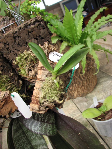 Фото орхидеи Amesiella philippinensis