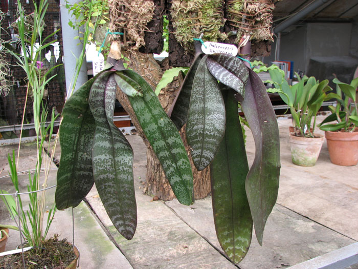 Фото орхидеи Phalaenopsis schilleriana