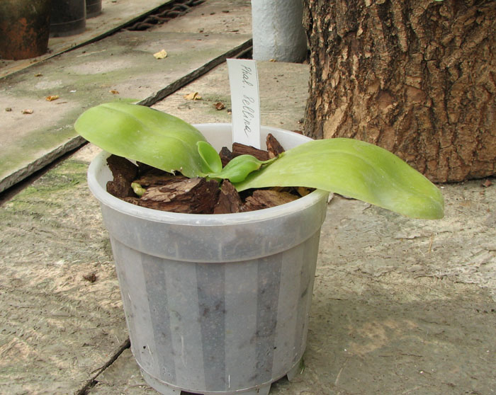 Фото орхидеи Phalaenopsis bellina