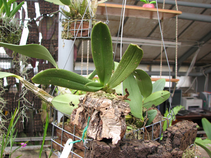 Фото орхидеи Amesiella monticola