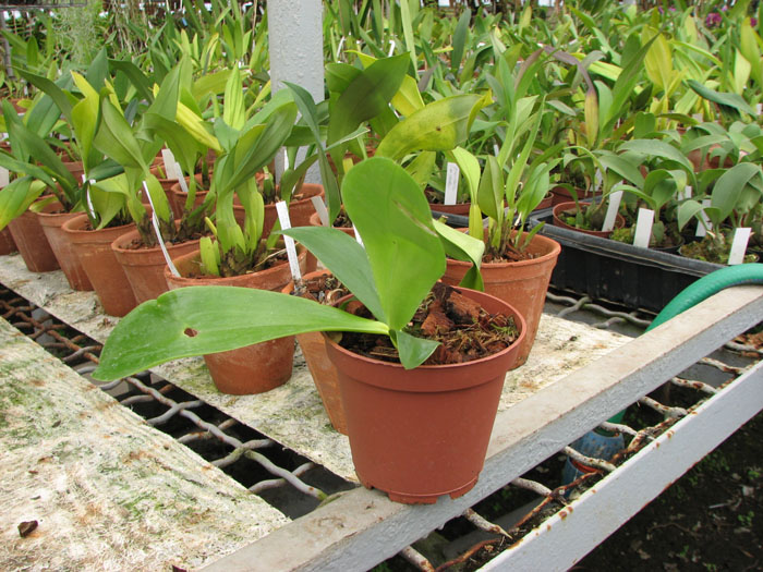 Фото орхидеи Phalaenopsis tetraspis x thalebanii