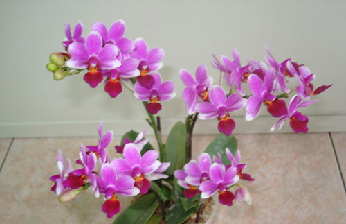 Цветение орхидеи Doritaenopsis Meidarland Annaberry 'Meidarland'.JPG