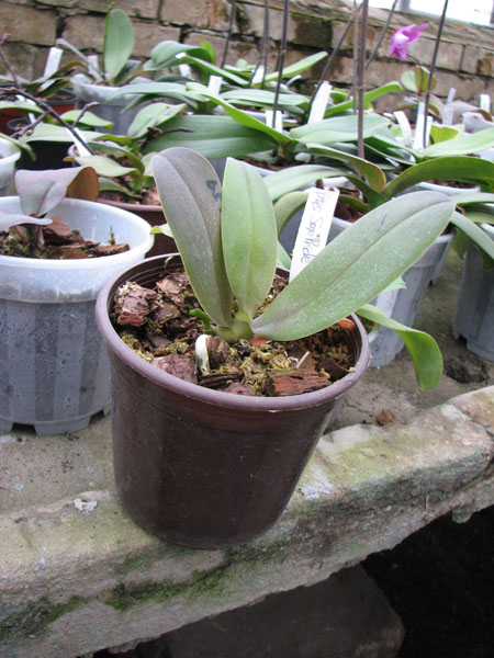 Фото орхидеи Doritaenopsis Sogo Pride 'Golden Star'
