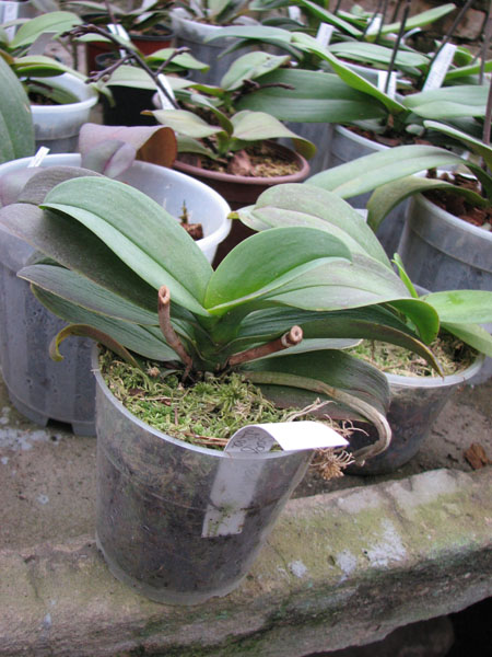 Фото орхидеи Doritaenopsis Sogo Yenlin 'Coffee'