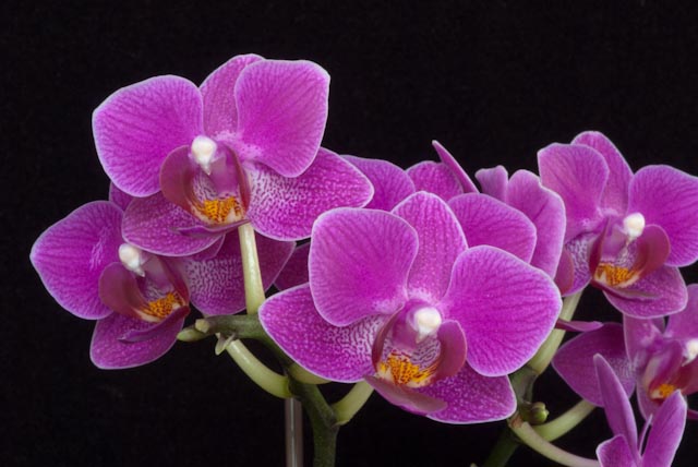 Цветение орхидеи Doritaenopsis Sogo Yenlin 'Coffee'.jpg